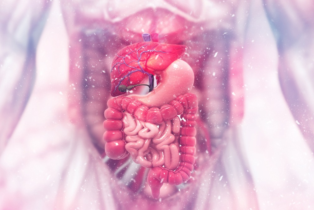 Digestive System